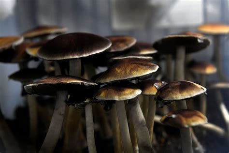 Mafic mushrooms in lose angeles